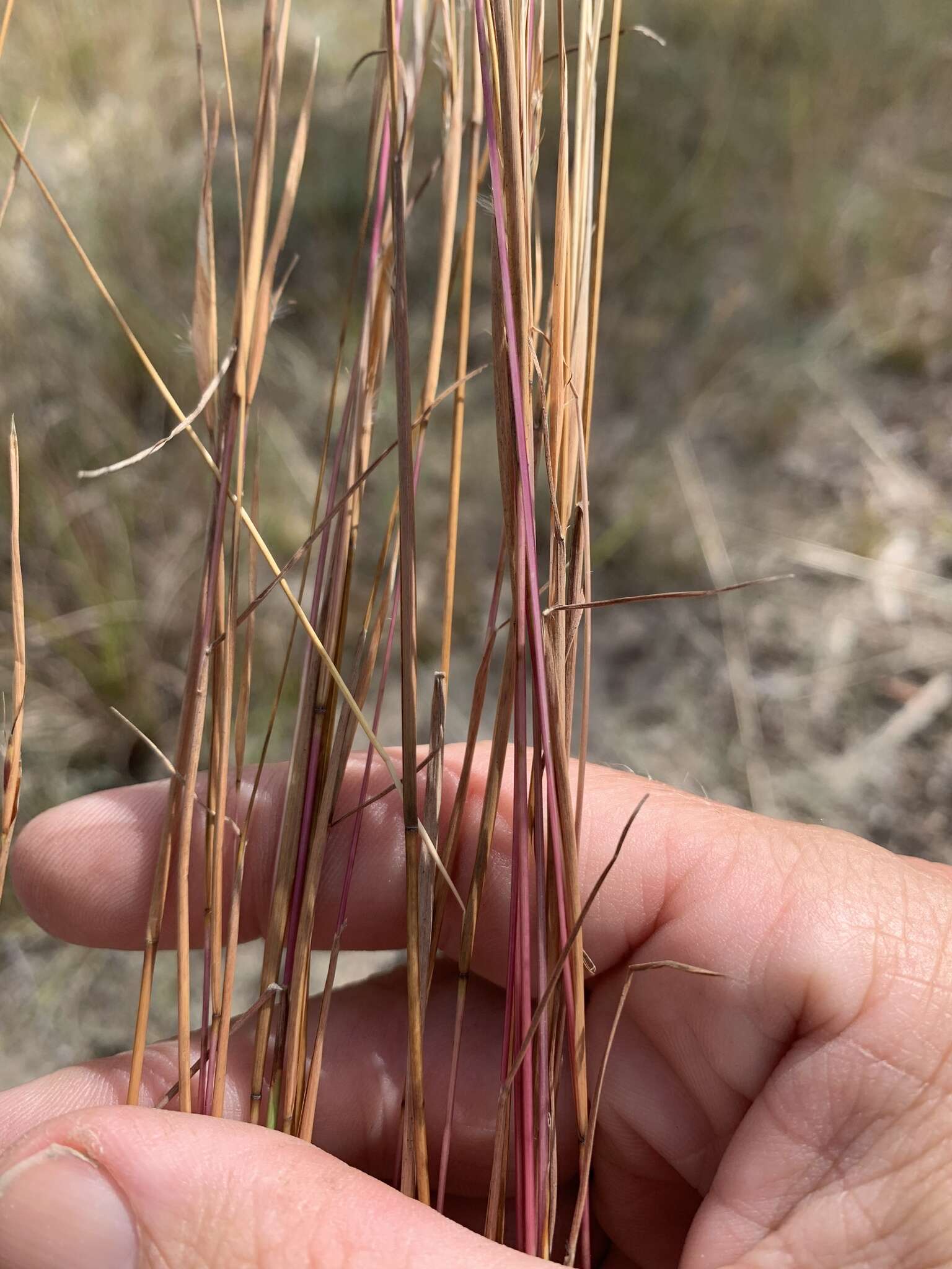 Sivun Schizachyrium fragile (R. Br.) A. Camus kuva