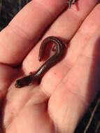 Image of Garden Slender Salamander