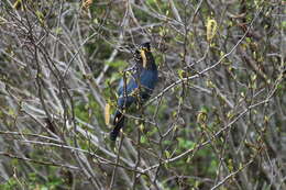 Image of Steller's Jay