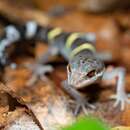 Image of Hainan Cave Gecko
