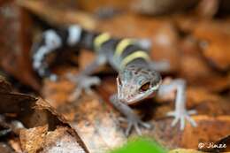 Image of Hainan Cave Gecko