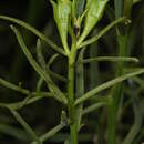 Eremophila polyclada (F. Muell.) F. Muell.的圖片