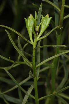 Image de Eremophila polyclada (F. Muell.) F. Muell.