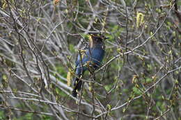 Image of Steller's Jay