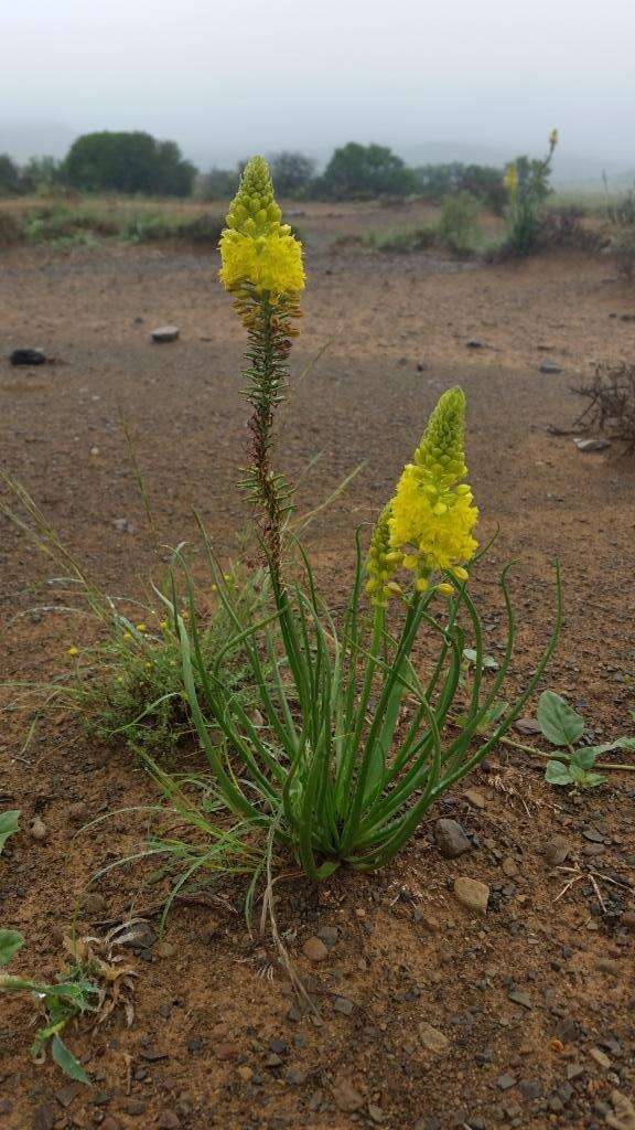 صورة Bulbine abyssinica A. Rich.