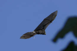 Image of Caroline Flying Fox