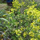 Imagem de Vella pseudocytisus subsp. pseudocytisus