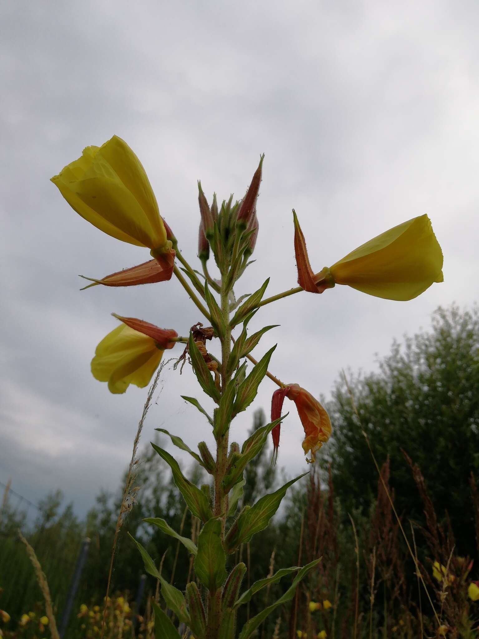 Imagem de Oenothera glazioviana M. Micheli