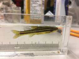 Image of Northern Redbelly Dace