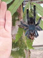 Image de Avicularia avicularia (Linnaeus 1758)