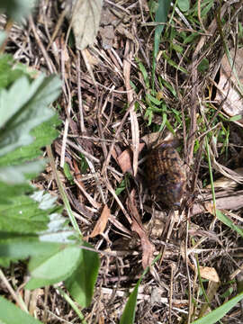 Image of Bumble Flower Beetle