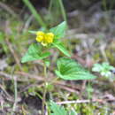 Imagem de Viola delavayi Franch.