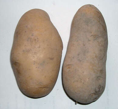 Image de patate