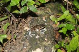 Image de Leptodactylus poecilochilus (Cope 1862)