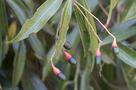 Image of Nectandra megapotamica (Sprengel) Mez