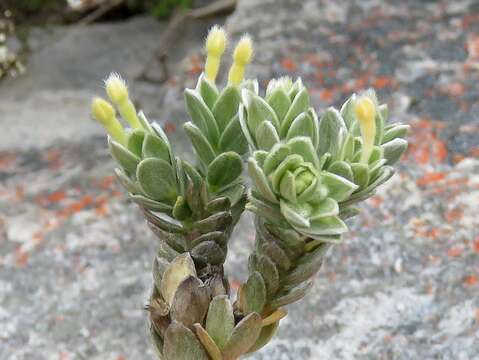 Image of Gnidia imbricata L. fil.