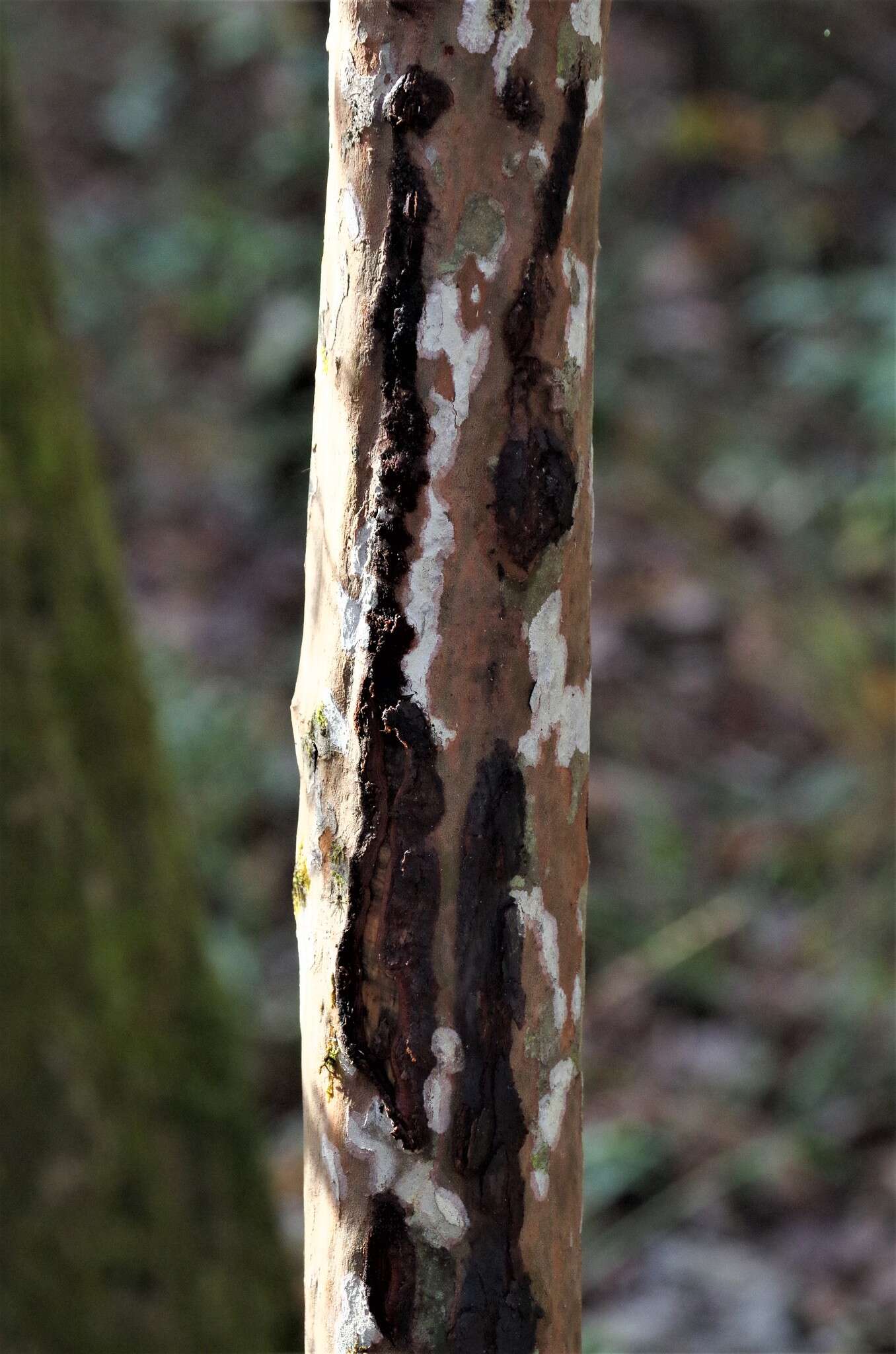 Image de Crataegus spathulata Michx.