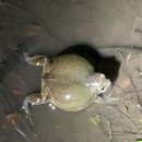 Image of Indian balloon frog