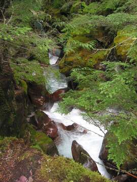 Image of western hemlock