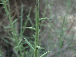 صورة Genista fasselata Decne.