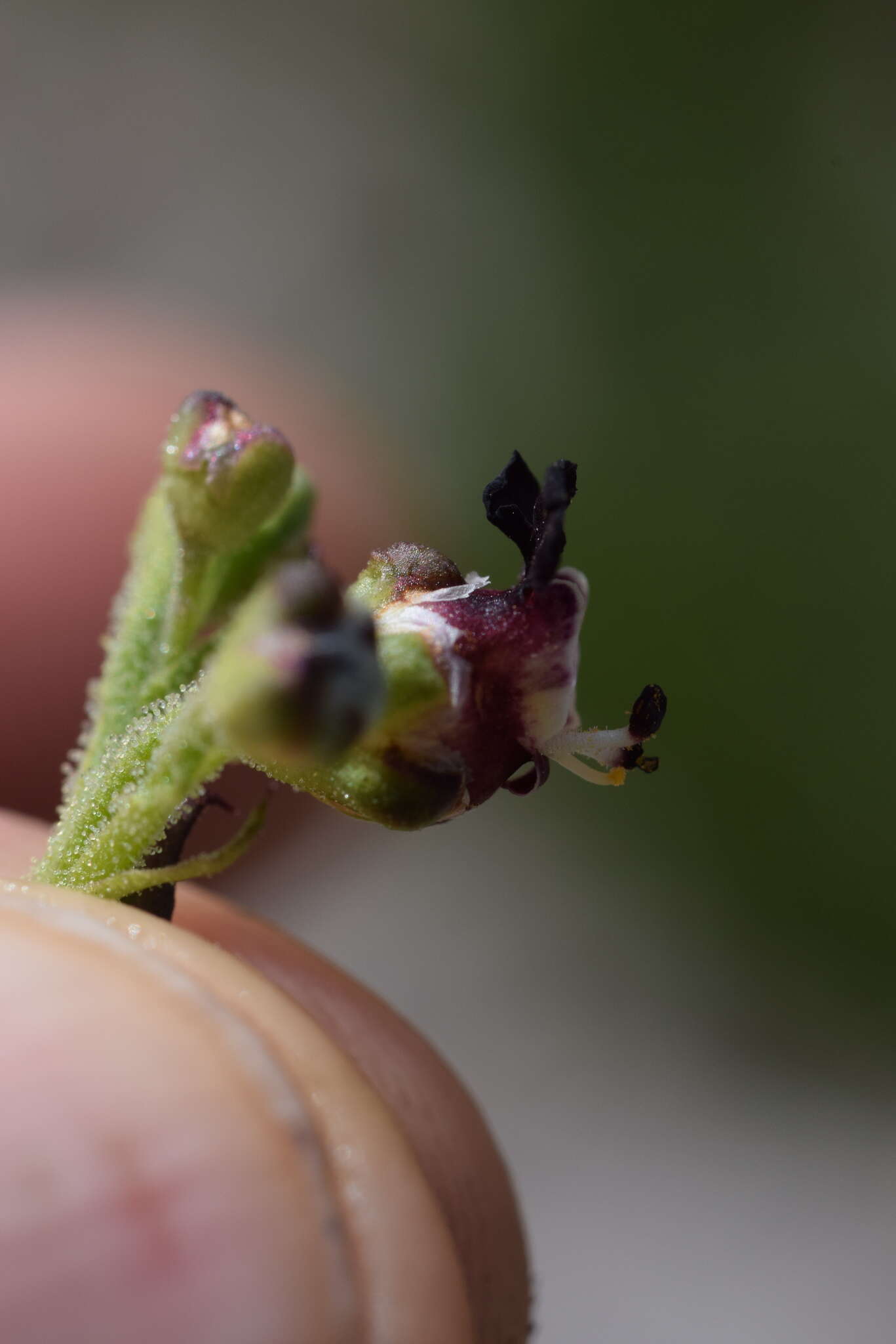 Scrophularia canina subsp. hoppii (Koch) P. Fourn. resmi