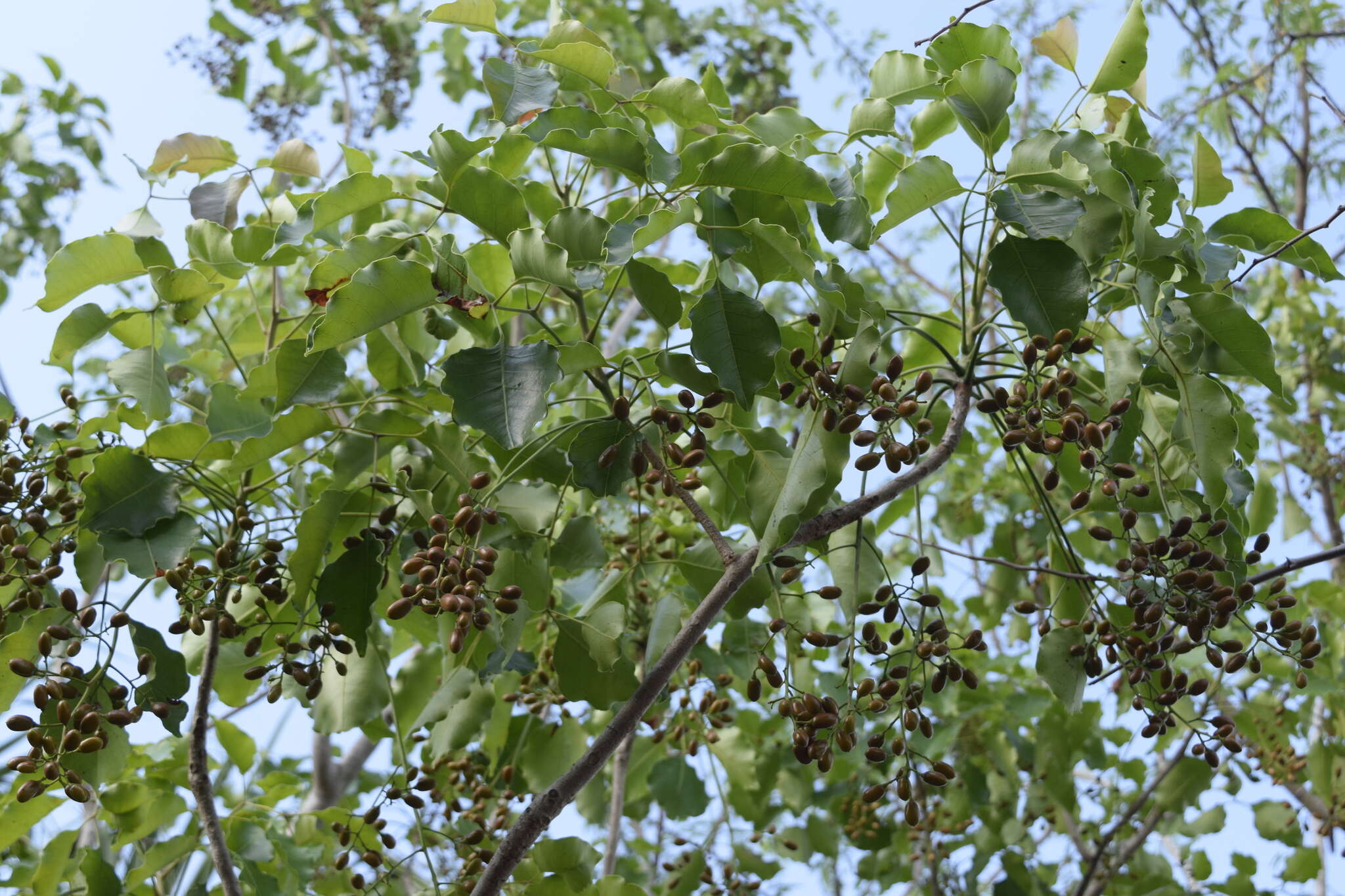 Image of Florida poisontree