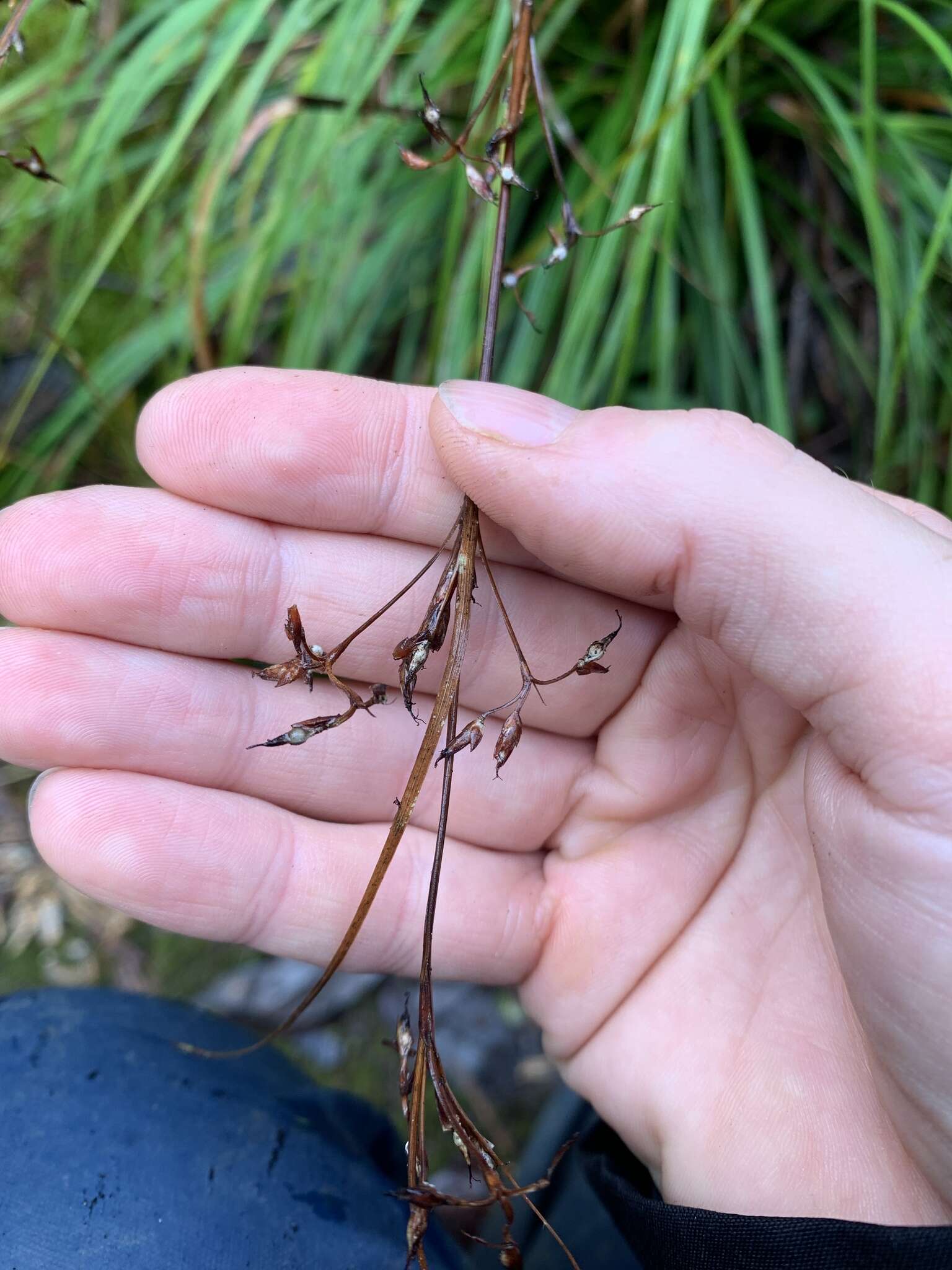 Sivun Costularia leucocarpa (Ridl.) H. Pfeiff. kuva