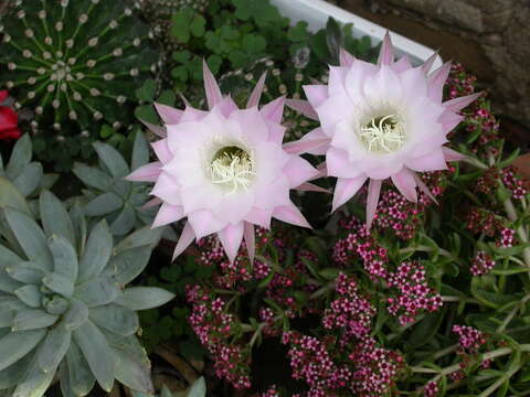 Image of Echinopsis oxygona