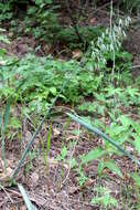 Image of wild oat