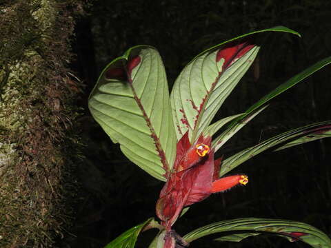 Image of Columnea dimidiata (Benth.) Kuntze