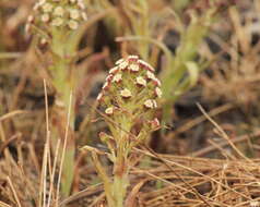 Image of arrowleaf sweet coltsfoot