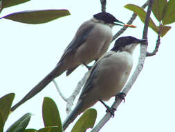 Image of Azure-winged Magpie