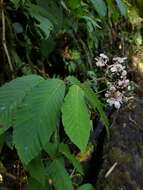 Image of Begonia cooperi C. DC.