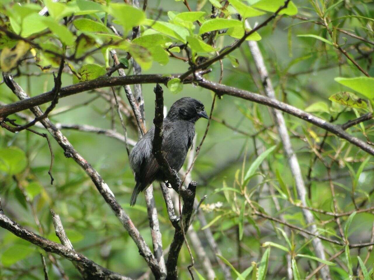 Image of Small Ground Finch