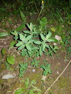 Hypericum perforatum subsp. perforatum resmi
