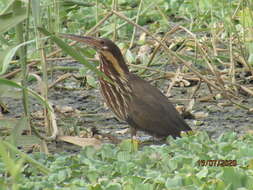 Image of Black Bittern