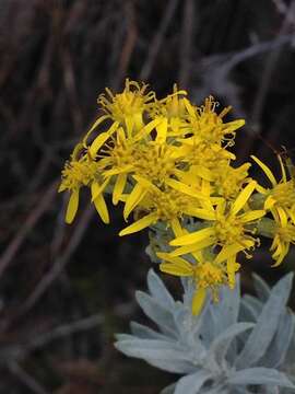 Image de Senecio lineatus (L. fil.) DC.