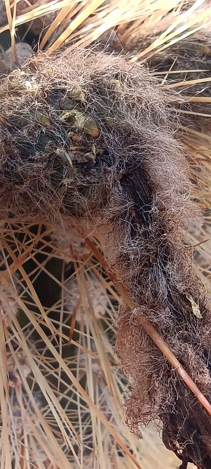 Imagem de Echinopsis tarijensis (Vaupel) H. Friedrich & G. D. Rowley