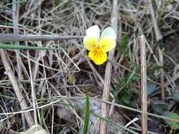 Слика од Viola hymettia Boiss. & Heldr.