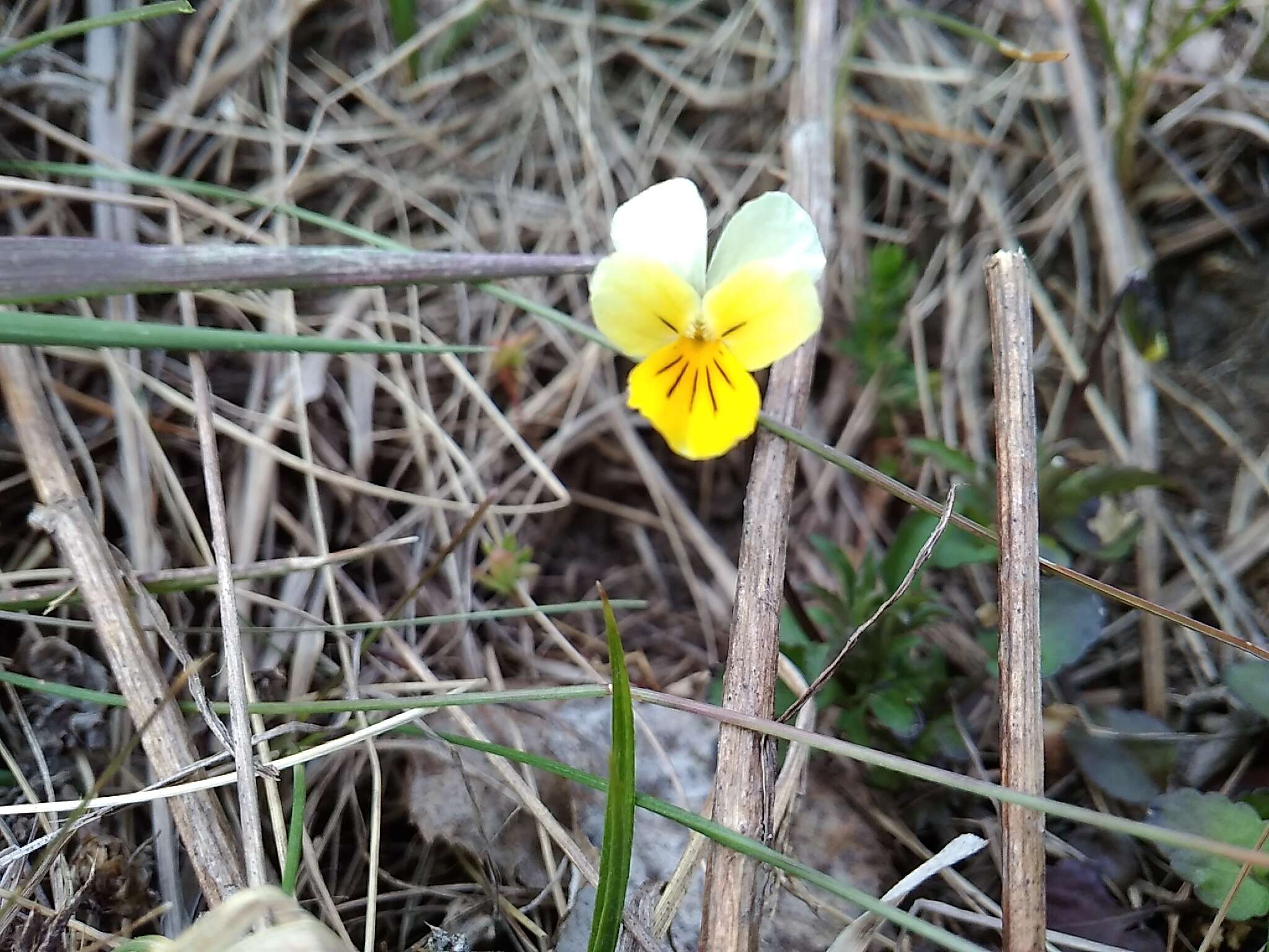 Слика од Viola hymettia Boiss. & Heldr.