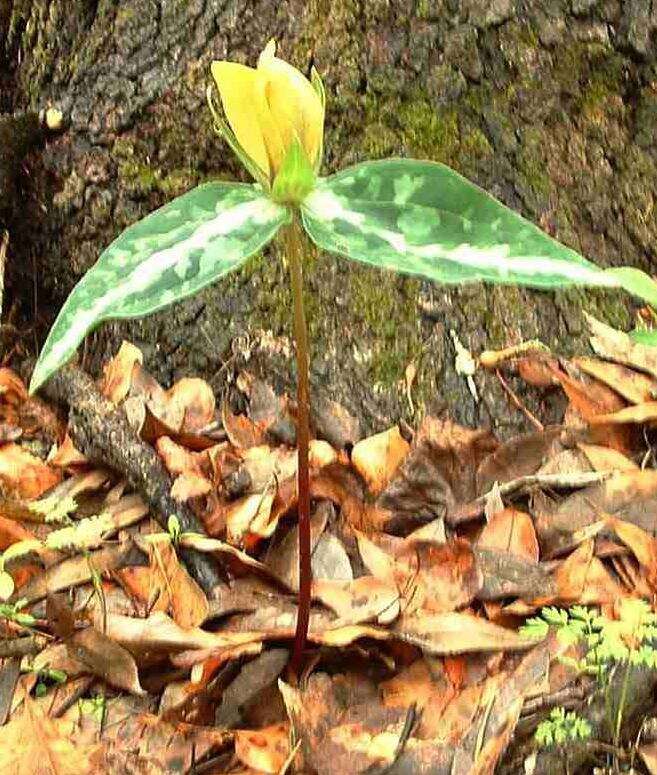 Image de Trillium decipiens J. D. Freeman