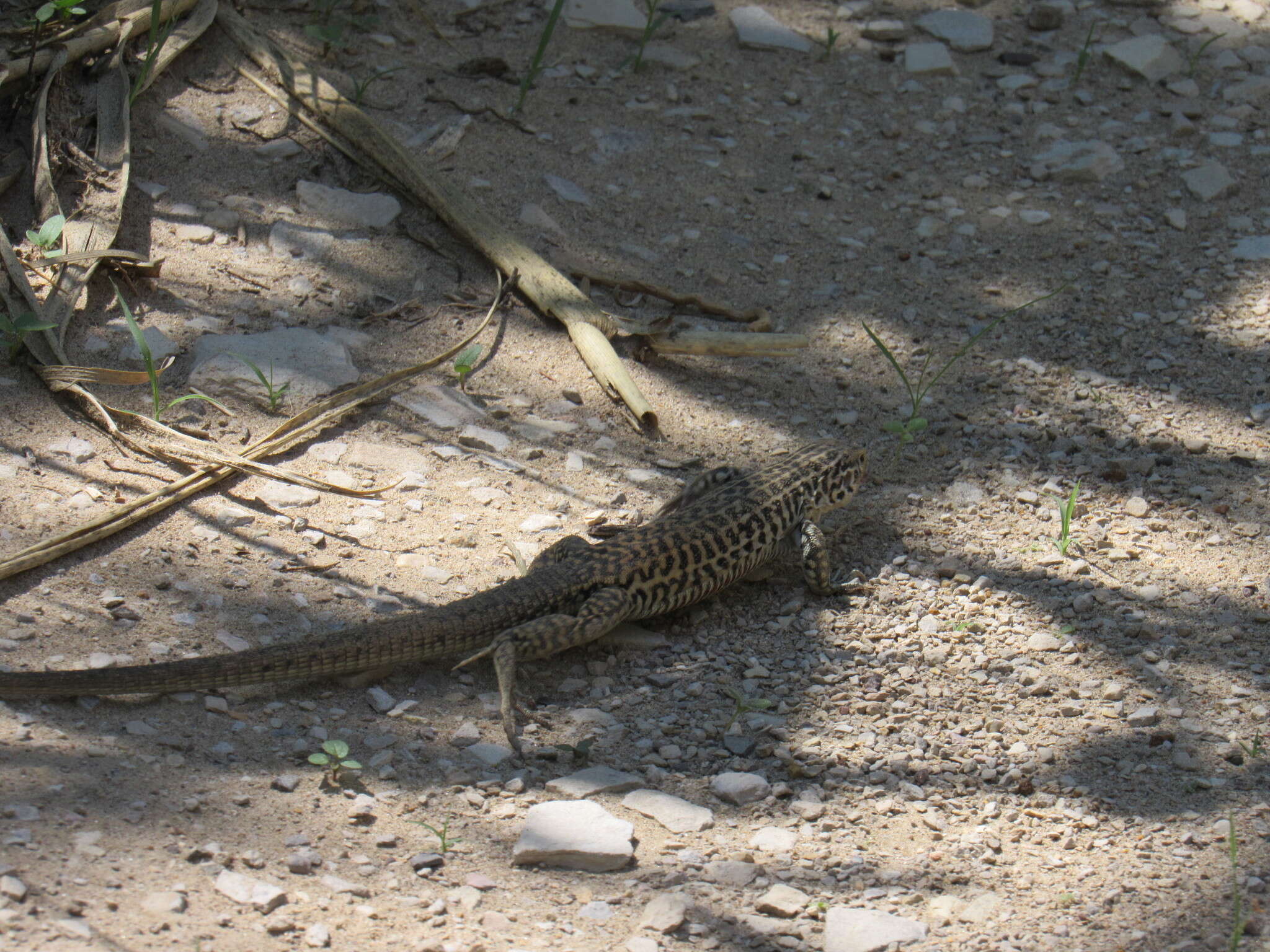 Image of Aspidoscelis tesselatus (Say 1822)