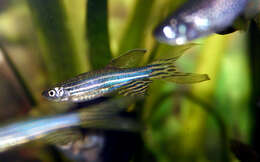 Image of Danio