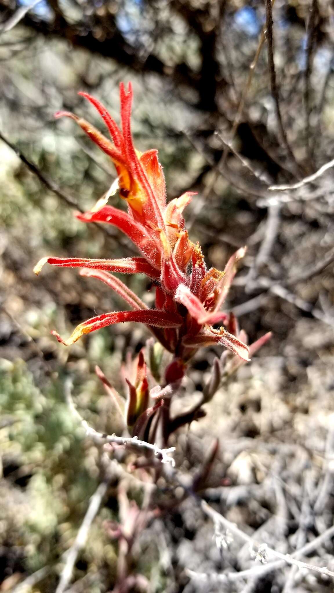 Image of longleaf Indian paintbrush