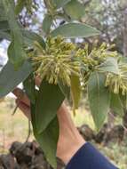 صورة Cestrum tomentosum L. fil.