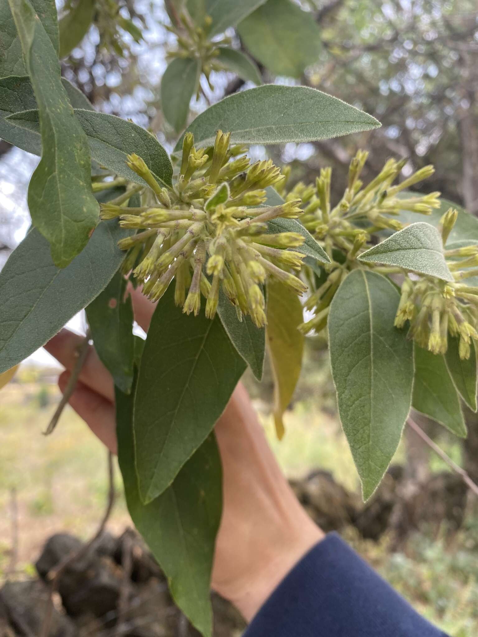 Image of Cestrum tomentosum L. fil.