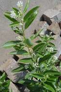 صورة Cestrum diurnum L.