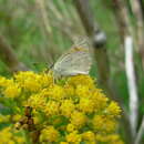 Imagem de Lycaena rauparaha (Fereday 1877)