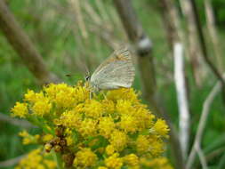 Image de Lycaena rauparaha (Fereday 1877)