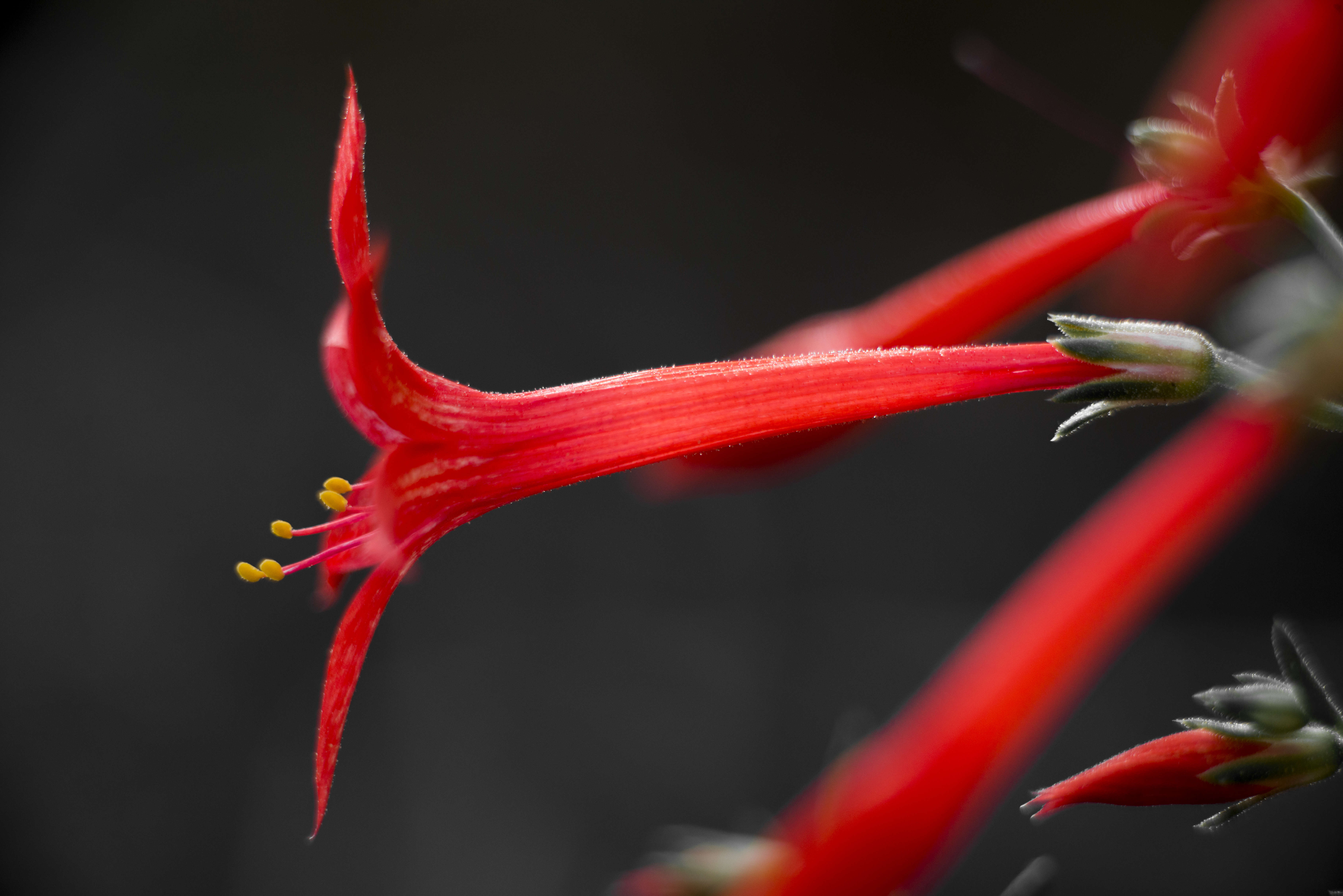 Image of Scarlet Gilia